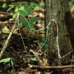 Parapocalypse Ultimate Survival Cord - 15 metri - Neon Orange - immagine 5